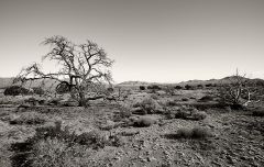 Death Valley NP - 1507
