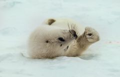 Harp seal Pup 824