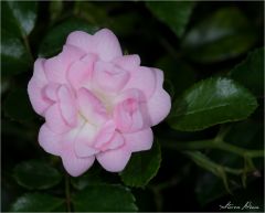 DSCF1521