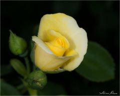 DSCF1530