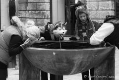 Verona Wolf