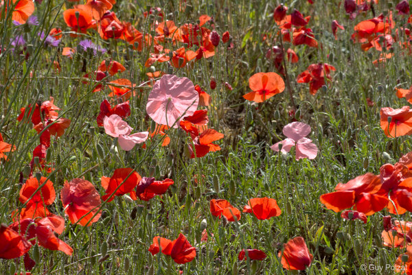 coquelicots.jpg