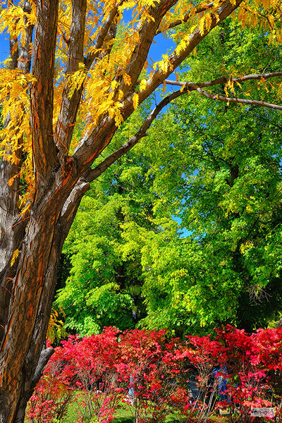 Colorado Fall Foliage 0137-72dpi.jpg