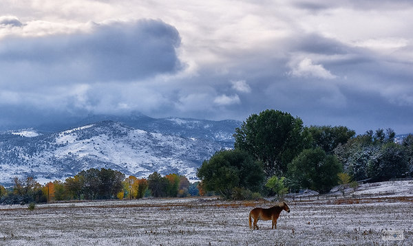 Colorado Horse and Snow 0186-72dpi.jpg