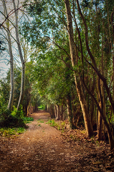 Santa Perpetua de Mogoda. Catalunya.