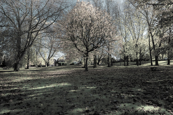 DSCF2904-2FUJI X.jpg