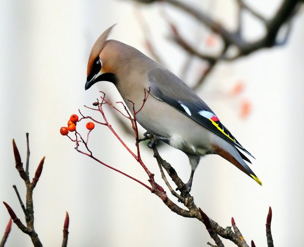 Waxwing