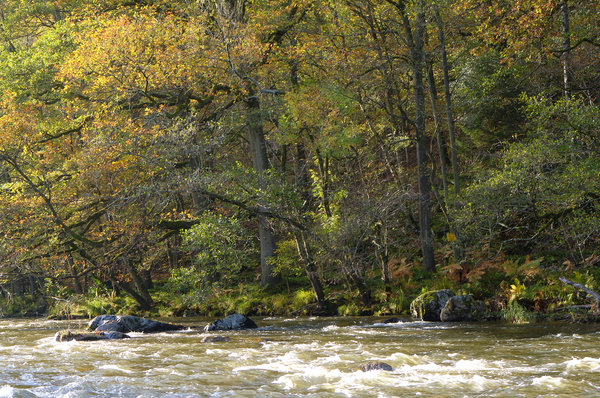 fonds de Quarreux en automne.jpg