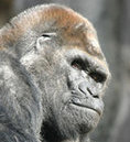 Old Silverback