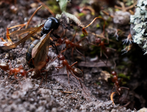 Ants7.jpg