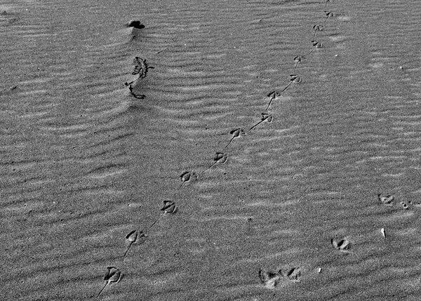 gull tracks