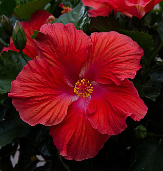 hibiscus.jpg