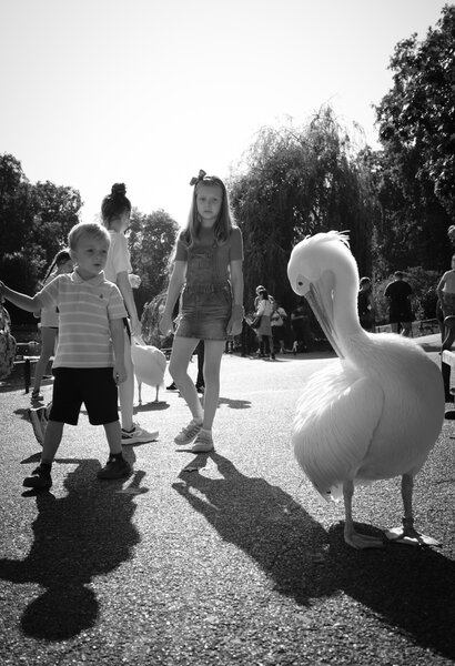 Kid Pelican v2.jpg