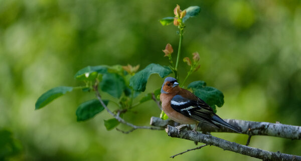 Chaffinch