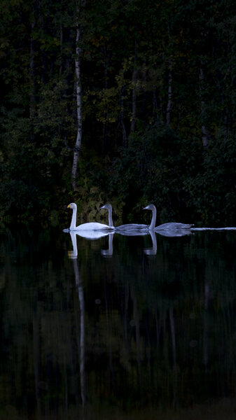 swans in evening light.jpg