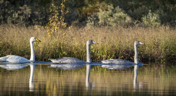 Swans in reeds