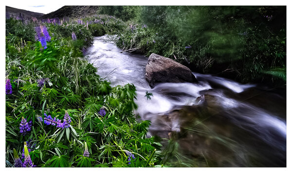 Flower fringed stream, NZ high country