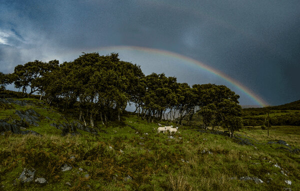 rainbow_sheep_2012_1000px