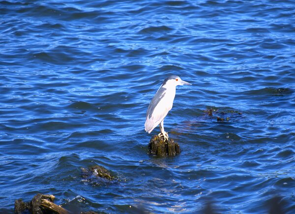 Lake Bird