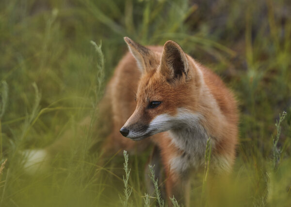 Fox at Crex Meadows, Wisconsin