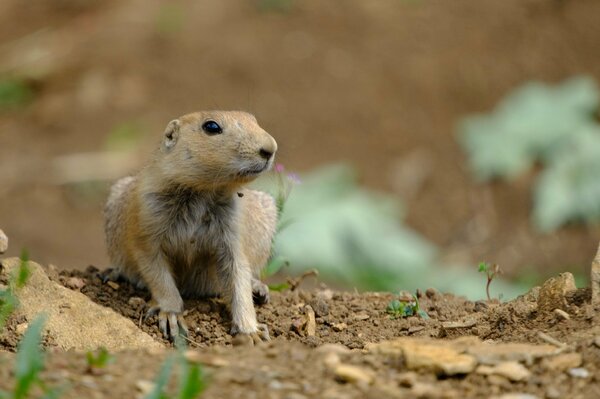 Young Prairie Dog