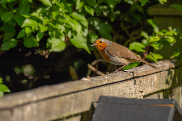 Robin