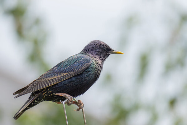 Starling