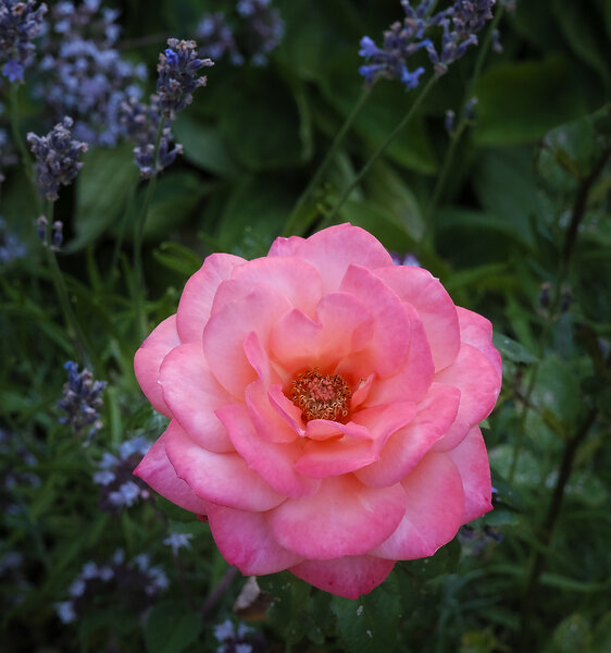 Rose !