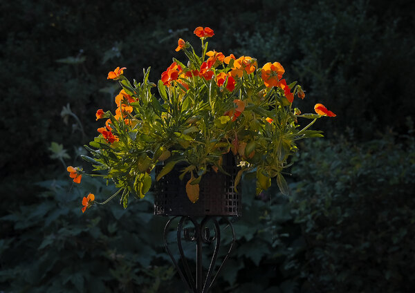 Afternoon sun !