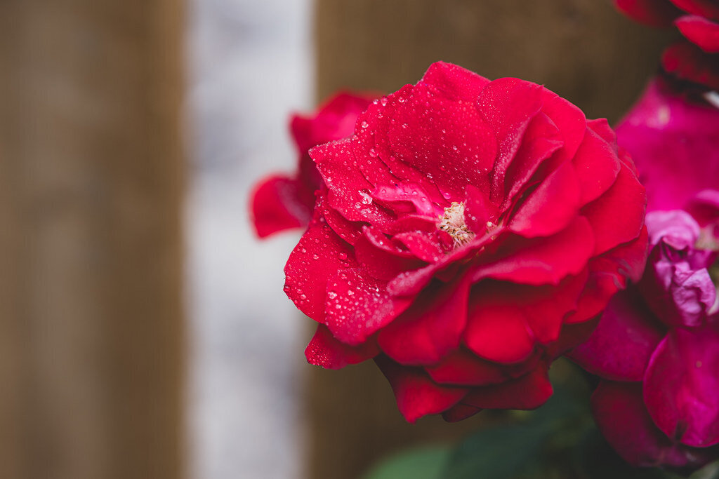 Rose