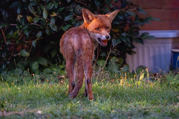 Friendly Fox in Garden