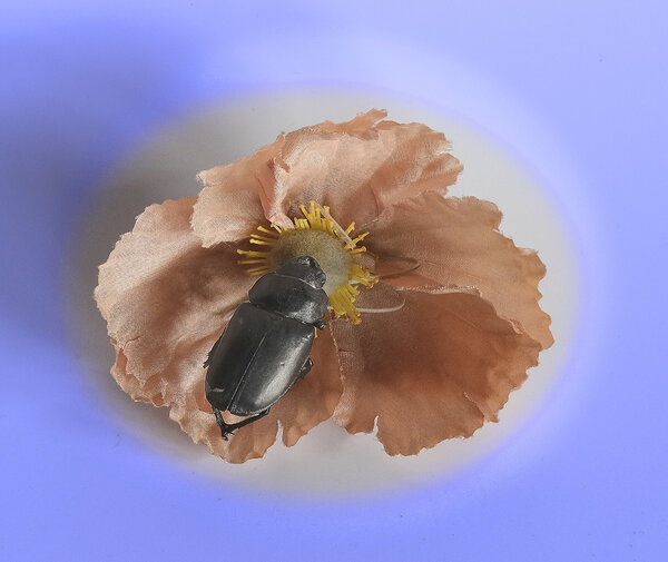 Fake flower !