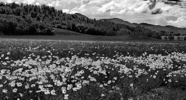 Van Gogh's places - Provenza